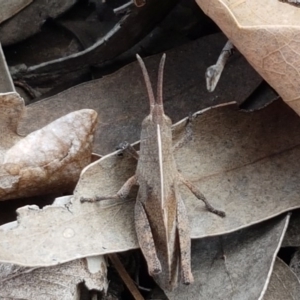 Goniaea sp. (genus) at Lyneham, ACT - 30 Sep 2020