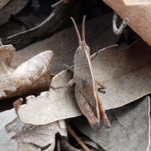 Goniaea sp. (genus) at Lyneham, ACT - 30 Sep 2020