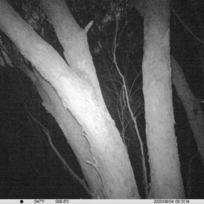 Petaurus norfolcensis (Squirrel Glider) at Monitoring Site 141 - Revegetation - 3 Aug 2020 by DMeco