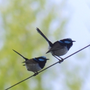 Malurus cyaneus at Bega, NSW - 30 Sep 2020