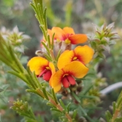 Dillwynia sericea (Egg And Bacon Peas) at Bruce Ridge - 29 Sep 2020 by trevorpreston