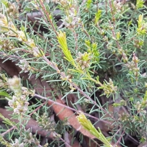 Dillwynia sericea at Lyneham, ACT - 30 Sep 2020 09:41 AM