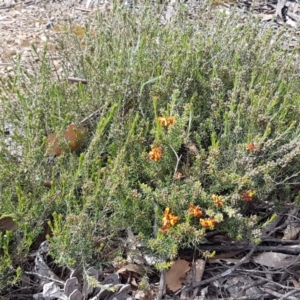 Dillwynia sericea at Lyneham, ACT - 30 Sep 2020