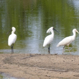 Platalea regia at Bega, NSW - 30 Sep 2020