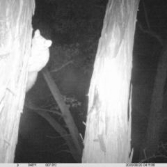 Petaurus norfolcensis (Squirrel Glider) at Monitoring Site 144 - Revegetation - 19 Aug 2020 by DMeco