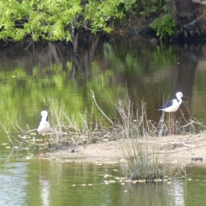 Himantopus leucocephalus at Bega, NSW - 30 Sep 2020