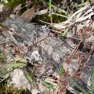 Pogona barbata at Lyneham, ACT - suppressed