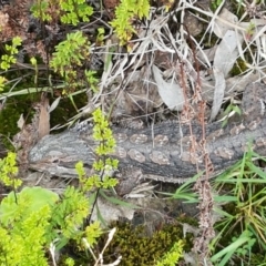 Pogona barbata at Lyneham, ACT - suppressed