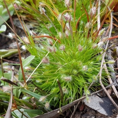 Centrolepis strigosa (Hairy Centrolepis) at Bruce Ridge - 29 Sep 2020 by trevorpreston