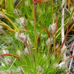 Centrolepis strigosa at Lyneham, ACT - 30 Sep 2020