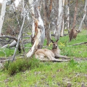 Macropus giganteus at O'Connor, ACT - 30 Sep 2020 09:57 AM