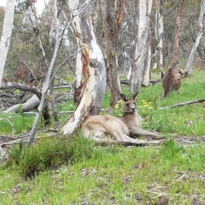 Macropus giganteus (Eastern Grey Kangaroo) at O'Connor, ACT - 29 Sep 2020 by tpreston