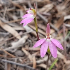 Caladenia carnea (Pink Fingers) at Bruce Ridge - 29 Sep 2020 by trevorpreston