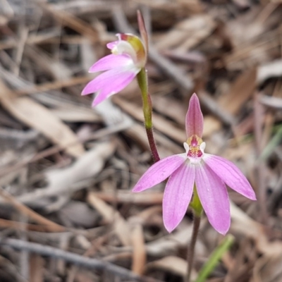 Caladenia carnea (Pink Fingers) at O'Connor, ACT - 30 Sep 2020 by trevorpreston