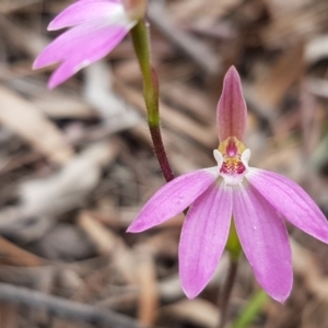 Caladenia carnea at O'Connor, ACT - suppressed