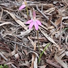 Caladenia carnea at O'Connor, ACT - suppressed