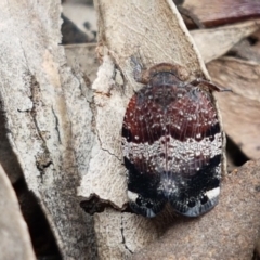 Platybrachys decemmacula (Green-faced gum hopper) at Lyneham, ACT - 30 Sep 2020 by trevorpreston