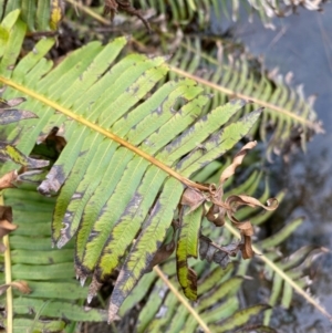 Blechnum nudum at Rossi, NSW - 30 Sep 2020 08:57 AM