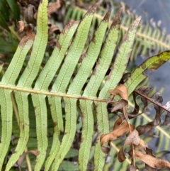 Blechnum nudum at Rossi, NSW - 30 Sep 2020 08:57 AM