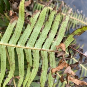 Blechnum nudum at Rossi, NSW - 30 Sep 2020 08:57 AM