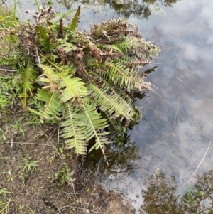 Blechnum nudum at Rossi, NSW - 30 Sep 2020