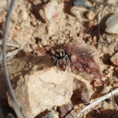 Maratus calcitrans (Kicking peacock spider) at Piney Ridge - 29 Sep 2020 by CathB