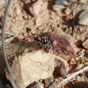 Maratus calcitrans at Stromlo, ACT - 29 Sep 2020