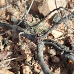 Maratus calcitrans at Stromlo, ACT - suppressed