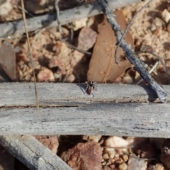 Maratus calcitrans at Stromlo, ACT - 29 Sep 2020