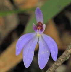 Cyanicula caerulea (Blue Fingers, Blue Fairies) at Dryandra St Woodland - 29 Sep 2020 by ConBoekel