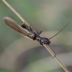 Embioptera sp. (order) (Unidentified webspinner) at Piney Ridge - 29 Sep 2020 by CathB