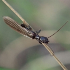 Embioptera sp. (order) (Unidentified webspinner) at Denman Prospect, ACT - 29 Sep 2020 by CathB