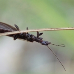 Embioptera sp. (order) at Denman Prospect, ACT - 29 Sep 2020