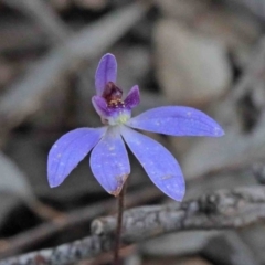 Cyanicula caerulea (Blue Fingers, Blue Fairies) at Dryandra St Woodland - 29 Sep 2020 by ConBoekel