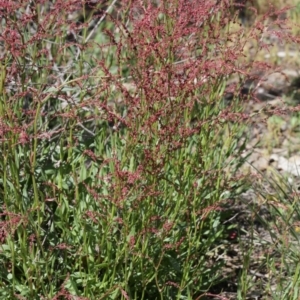 Rumex acetosella at Belconnen, ACT - 28 Sep 2020