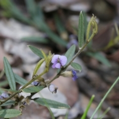 Hovea heterophylla (Common Hovea) at Belconnen, ACT - 28 Sep 2020 by AllanS