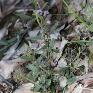 Hovea heterophylla at Belconnen, ACT - 28 Sep 2020