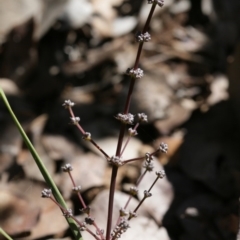 Lomandra multiflora (Many-flowered Matrush) at Belconnen, ACT - 28 Sep 2020 by AllanS