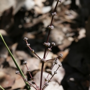 Lomandra multiflora at Belconnen, ACT - 28 Sep 2020