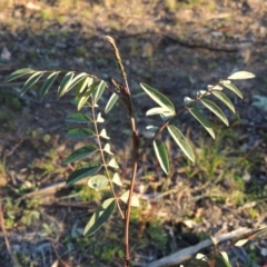 Indigofera australis subsp. australis (Australian Indigo) at Melrose - 30 May 2020 by michaelb