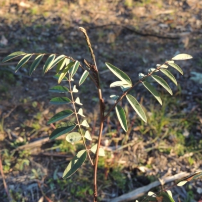 Indigofera australis subsp. australis (Australian Indigo) at Chisholm, ACT - 30 May 2020 by MichaelBedingfield