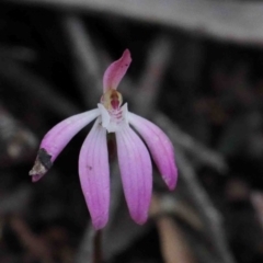 Caladenia fuscata (Dusky Fingers) at Dryandra St Woodland - 29 Sep 2020 by ConBoekel