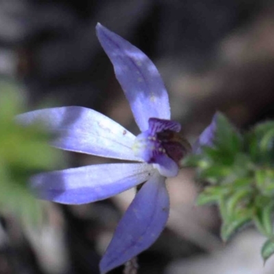 Cyanicula caerulea (Blue Fingers, Blue Fairies) at O'Connor, ACT - 29 Sep 2020 by ConBoekel