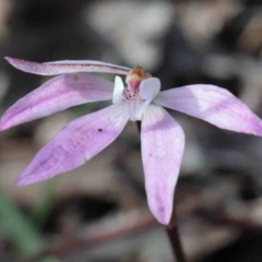 Caladenia fuscata (Dusky Fingers) at O'Connor, ACT - 29 Sep 2020 by ConBoekel