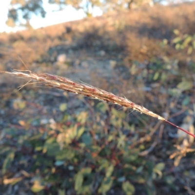 Bothriochloa macra (Red Grass, Red-leg Grass) at Chisholm, ACT - 30 May 2020 by MichaelBedingfield