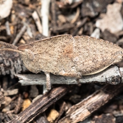 Goniaea sp. (genus) (A gumleaf grasshopper) at Fraser, ACT - 29 Sep 2020 by Roger