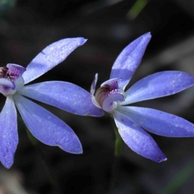 Cyanicula caerulea (Blue Fingers, Blue Fairies) at O'Connor, ACT - 29 Sep 2020 by ConBoekel