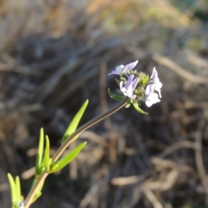 Linaria arvensis at Chisholm, ACT - 30 May 2020