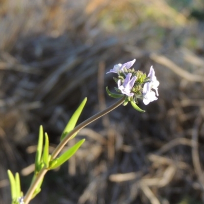 Linaria arvensis (Corn Toadflax) at Chisholm, ACT - 30 May 2020 by michaelb