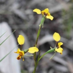 Diuris nigromontana (Black Mountain Leopard Orchid) at O'Connor, ACT - 29 Sep 2020 by ConBoekel